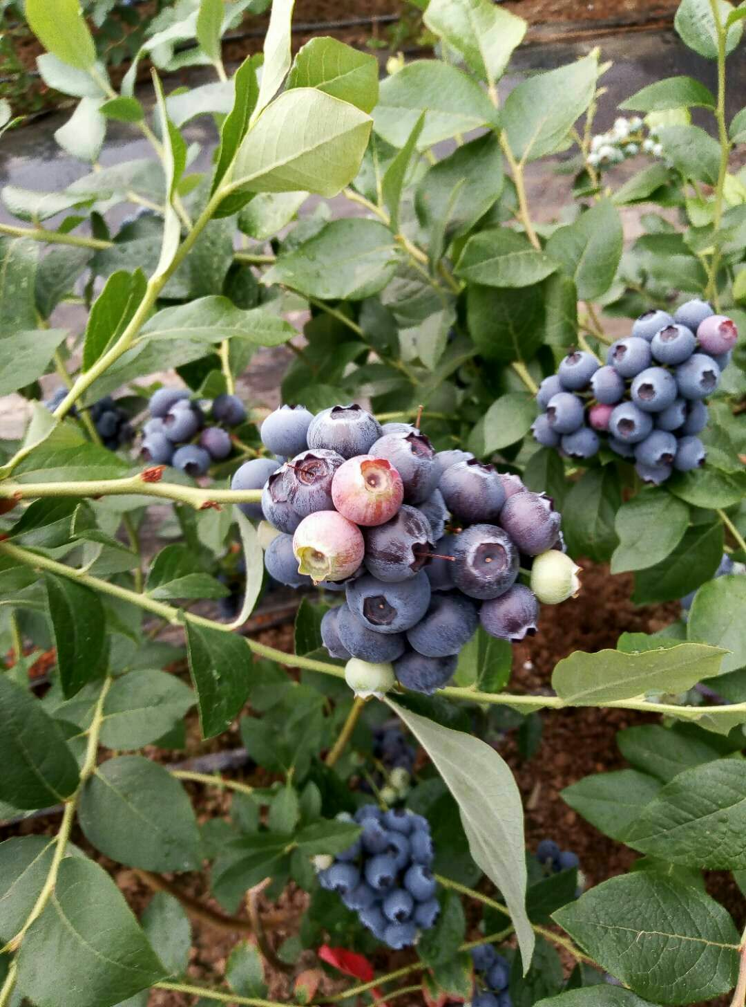 北陆蓝莓 12 - 14mm以上 鲜果 