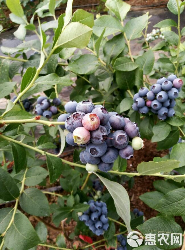 北陆蓝莓 12 - 14mm以上 鲜果 