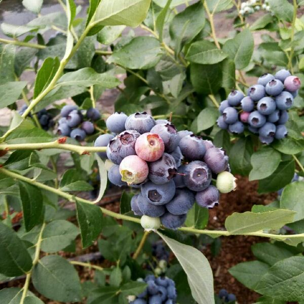 北陆蓝莓 12 - 14mm以上 鲜果 