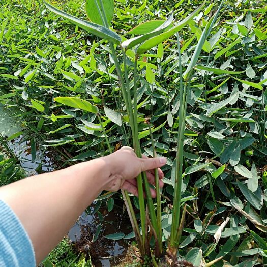 梧州再力花 