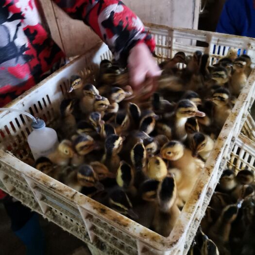 樟树市大白沙鸭苗