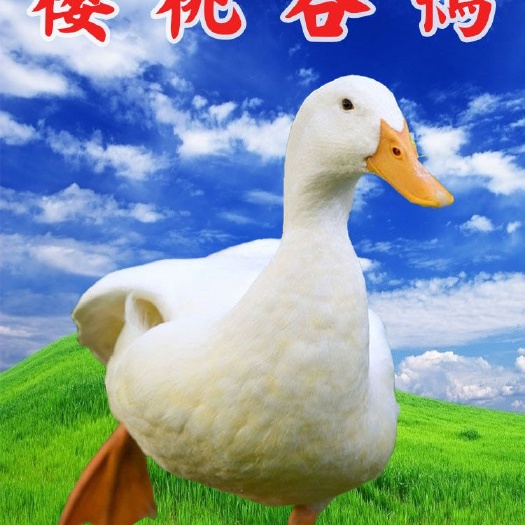 南宁樱桃谷鸭苗