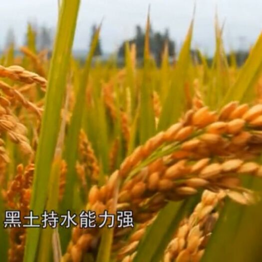 泰来县长粒香大米 二等品 一季稻 粳米 