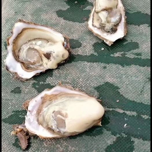 烟台长牡蛎  3-4两/只