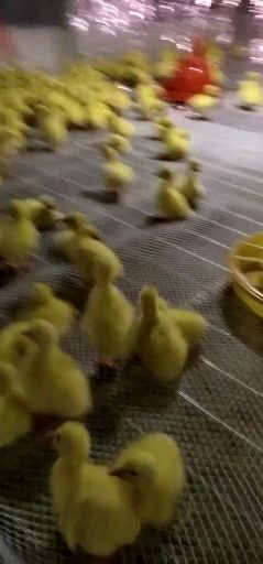 原阳县大三花鹅苗 