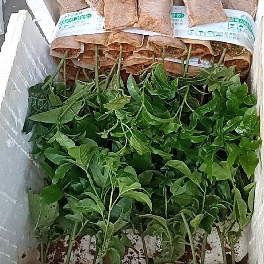 灵山县台农一号百香果苗 