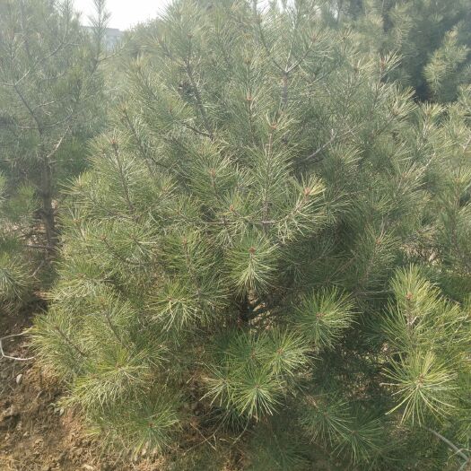 周至县白皮松 