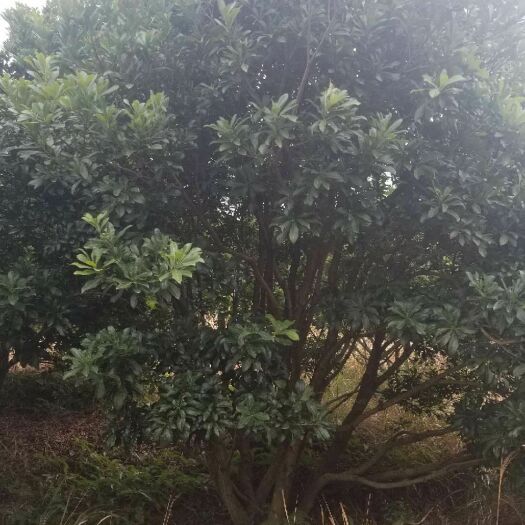 郴州杨梅树 