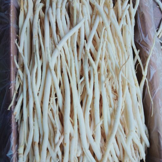 巴中四川巴中沙参，川明参，货源充足。产地直发，整年供货。