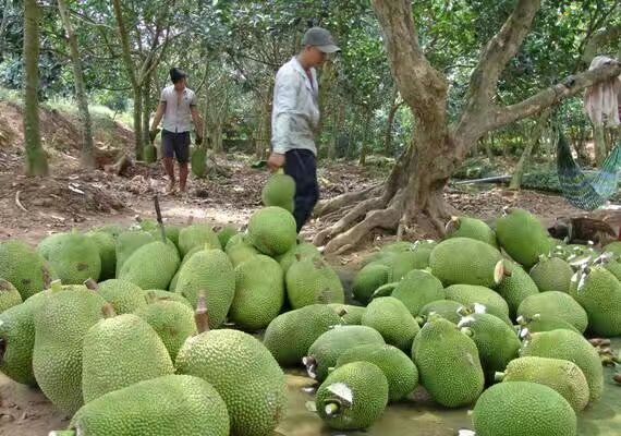 富宁县越南菠萝蜜 10-15斤 