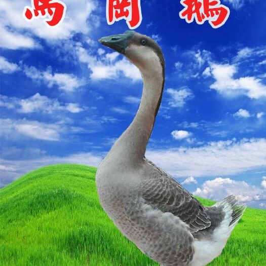 南宁马岗鹅苗