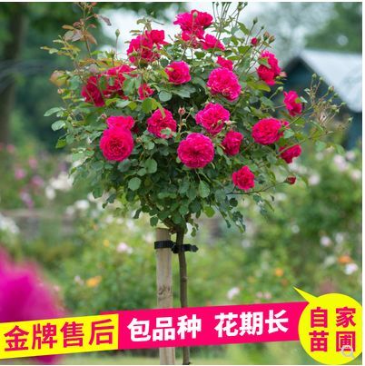 樹樁月季    歐月   大花月季   藤本月季
