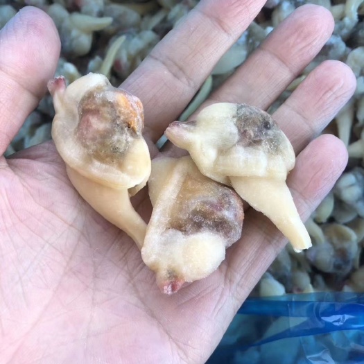 东港市蚬子肉黄蚬子肉