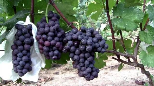 早夏无核葡萄苗 早霞无核极早熟品种，假一赔十，