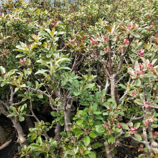 沭阳县冰糖心苹果苗 1~1.5米 