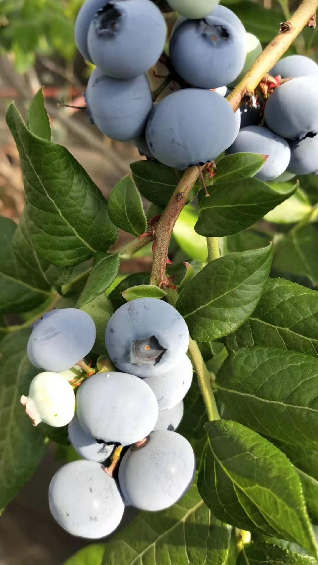 北陆蓝莓 15mm以上 鲜果 