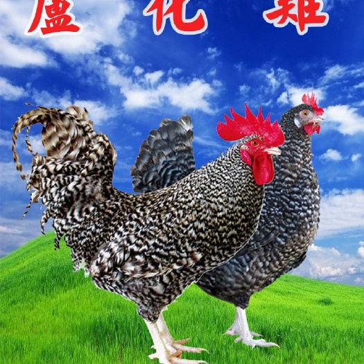 南宁芦花鸡苗 大种黑芦花苗