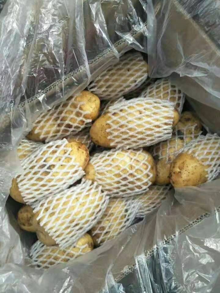 荷兰15号土豆 3两以上