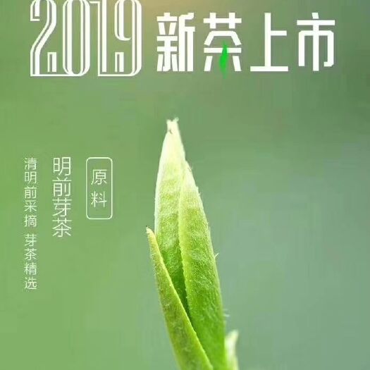 湄潭县贵州湄潭翠芽 一级 散装 