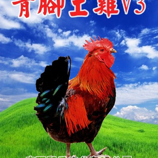 南宁青脚土鸡苗 三色脚土鸡，青脚土鸡
