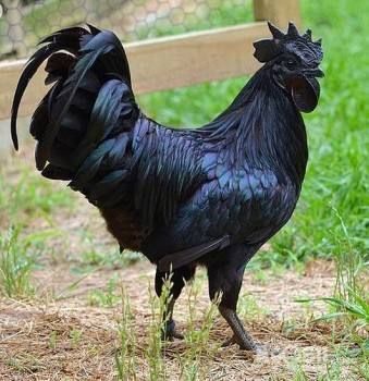 沭阳县五黑一绿鸡苗 