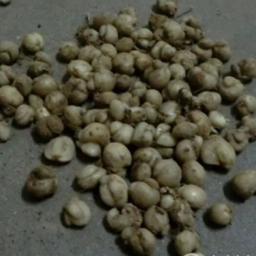呼图壁县新疆贝母 