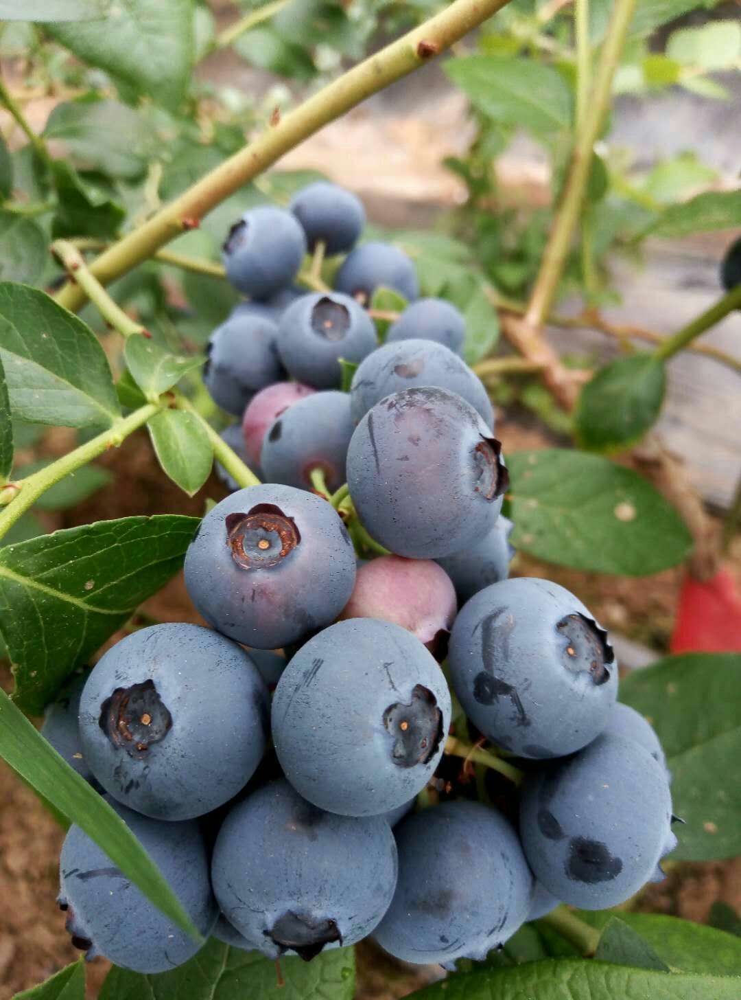 北陆蓝莓 12 - 14mm以上 鲜果 