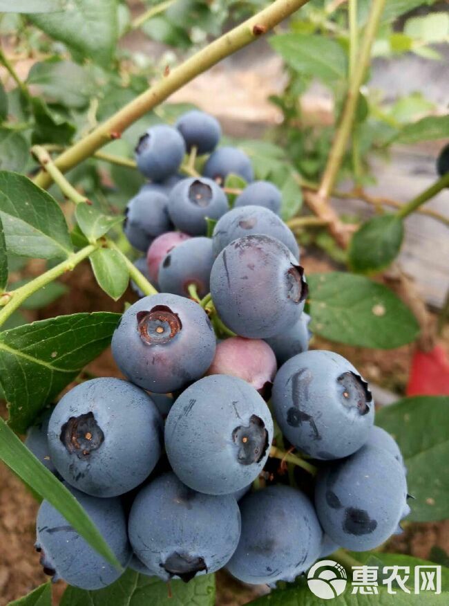 北陆蓝莓 12 - 14mm以上 鲜果 