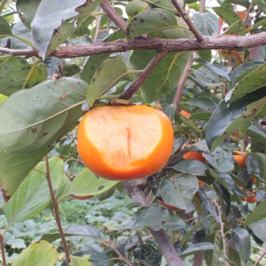 灵山县方柿苗 