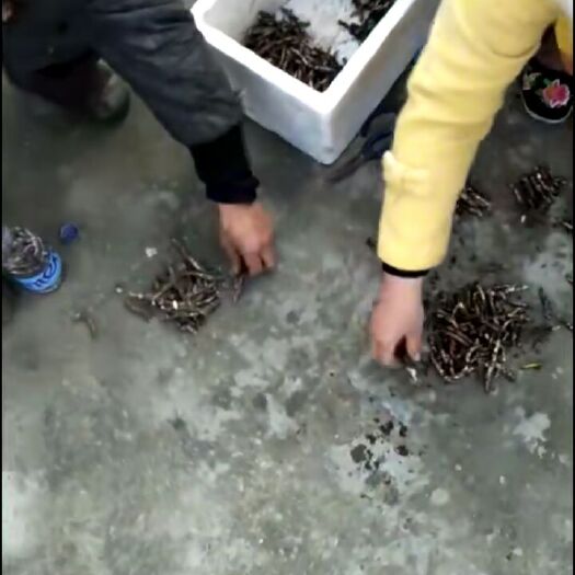 辰溪县亚香棒虫草