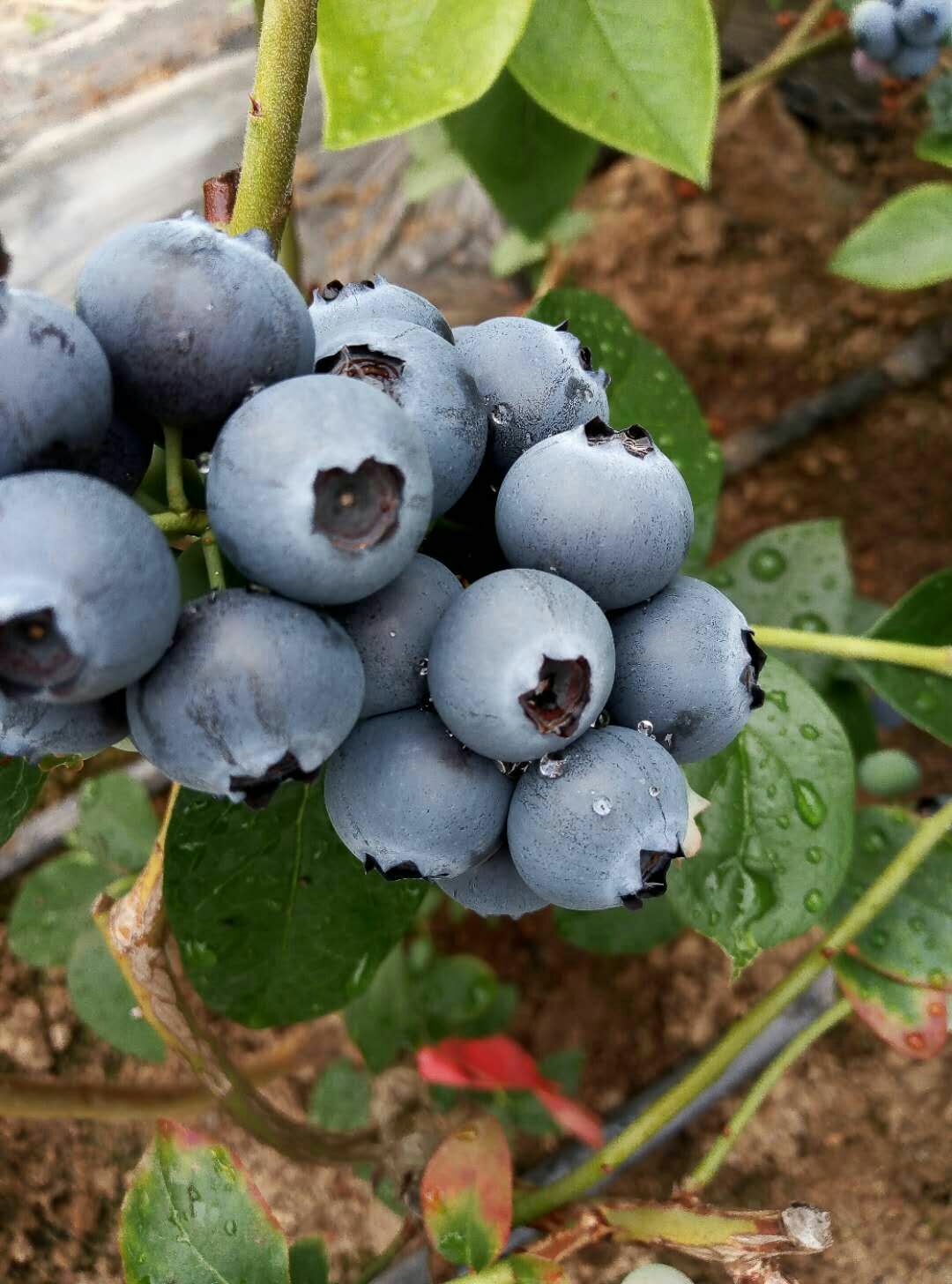 北陆蓝莓 12 - 14mm以上 鲜果 