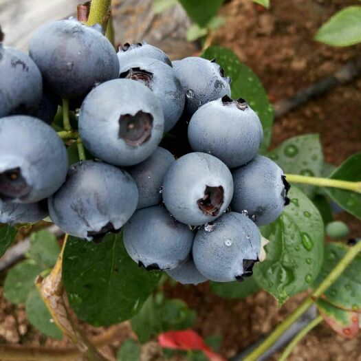 大连北陆蓝莓 12 - 14mm以上 鲜果 