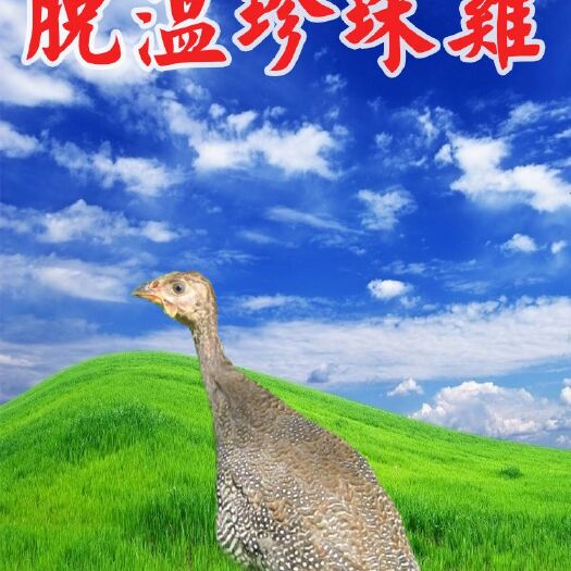南宁珍珠鸡苗 