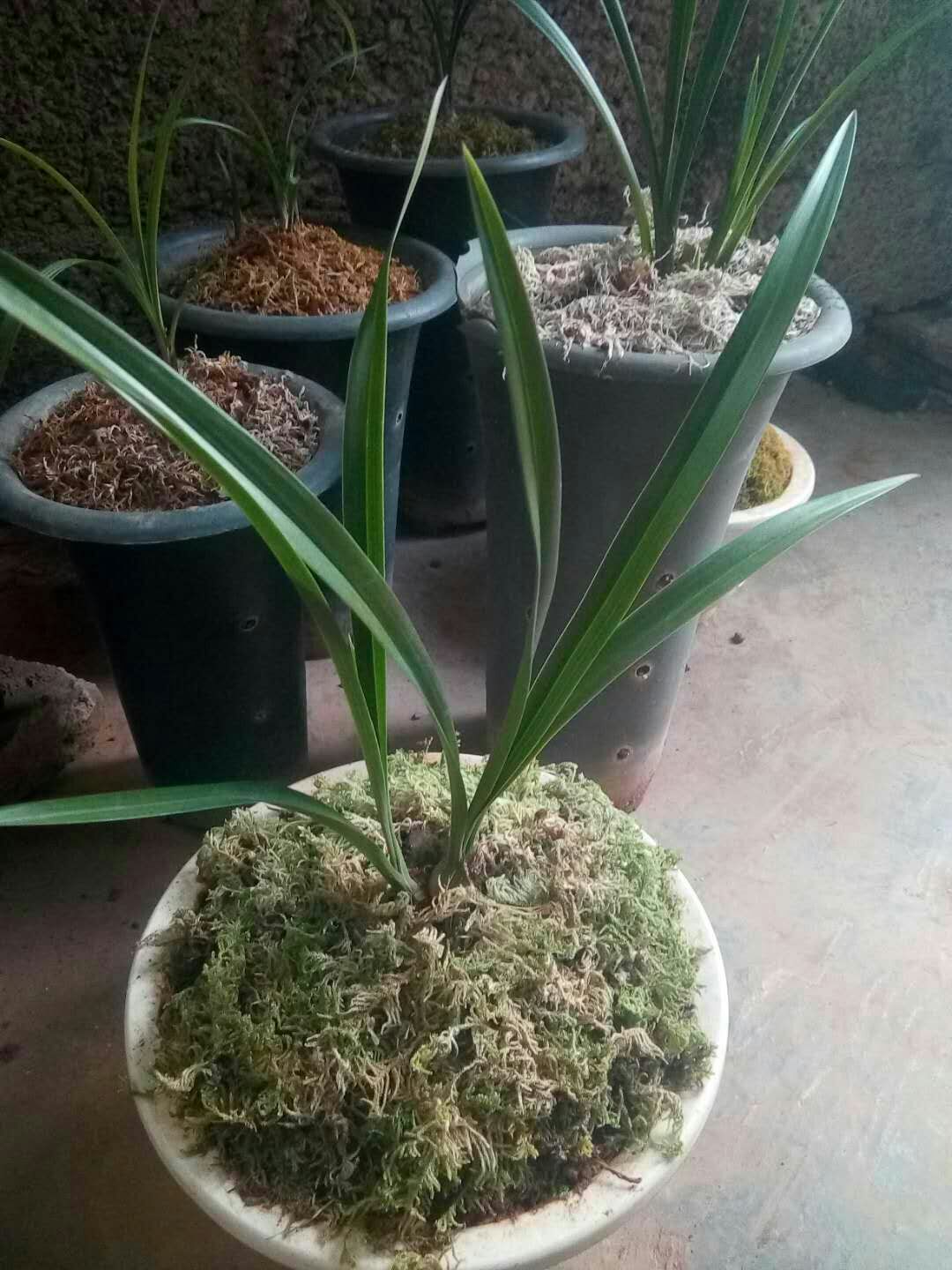 小神童兰花 裸根不带土