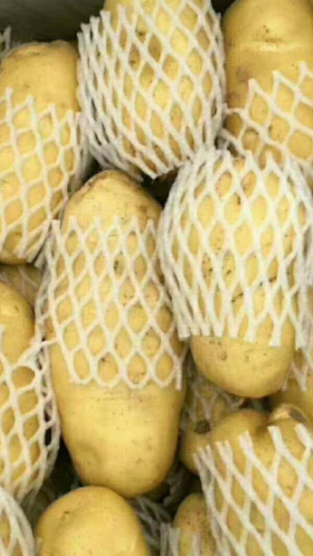 荷兰15号土豆 3两以上
