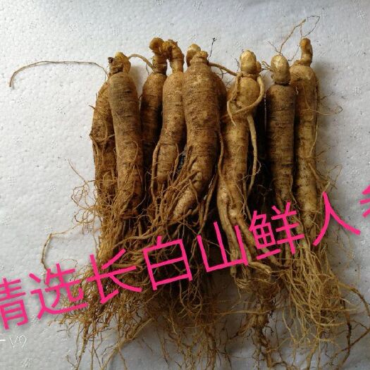 抚松县园参 鲜参 散装 整根 