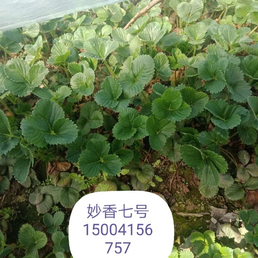 东港市妙香7号草莓苗 10公分以下 地栽苗 