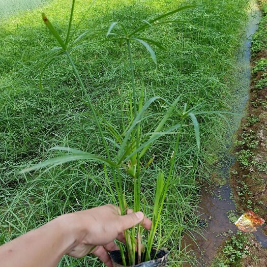 梧州旱伞草 