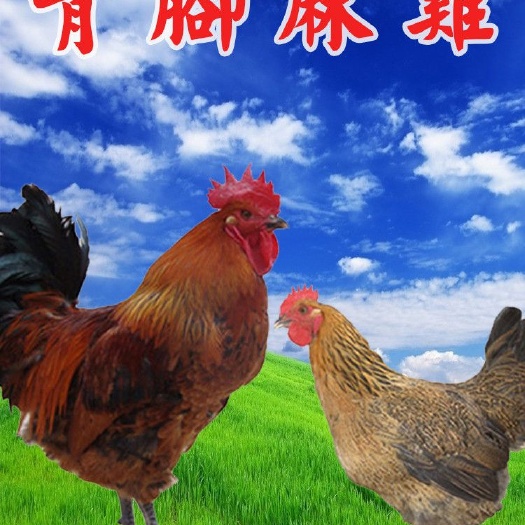 南宁青脚麻鸡苗 公