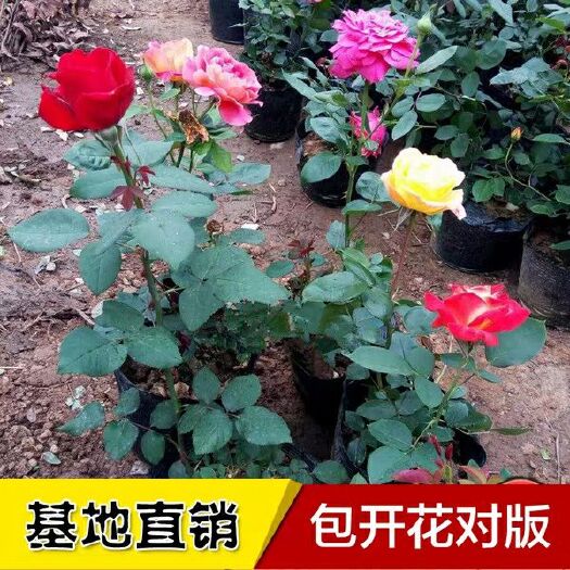沭阳县玫瑰花苗四季带花苞花卉观花绿植物室内外阳台盆栽特大花月季蔷