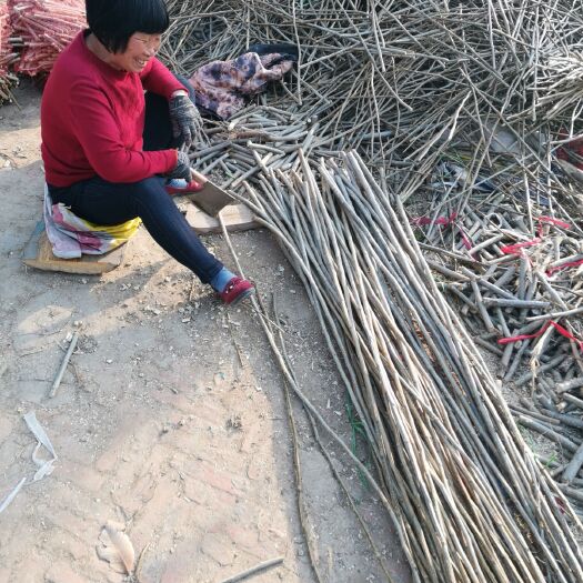 亳州无絮杨  速生长无絮棉树条子，一年的苗，粗1公分以上的，