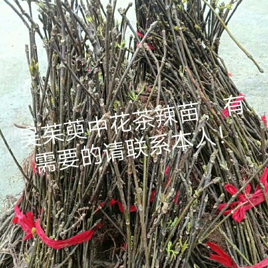 河池吴茱萸苗  请联系18776838420
