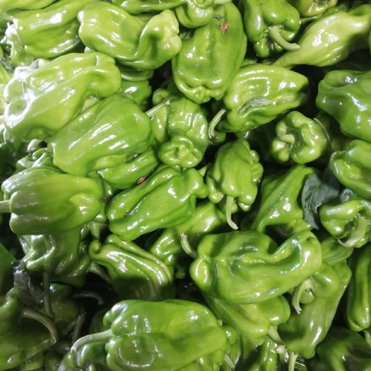 北镇市麻辣椒 10~15cm 中辣 靑色 