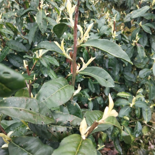 建德市黄金茶白茶 特级 散装 
