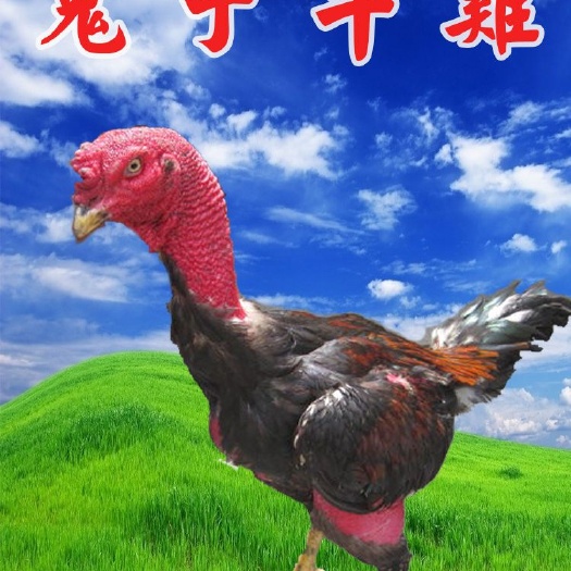 南宁斗鸡苗 