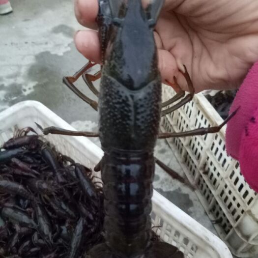 潜江市潜江小龙虾 小青2-4钱