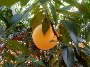 平邑县黄金蜜桃树苗 1~1.5米