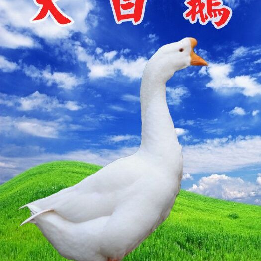 南宁大白鹅苗 