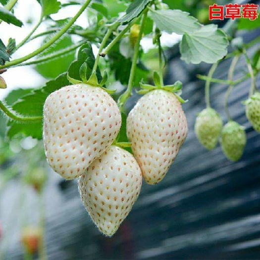 滦南县白雪公主草莓 30克以上 