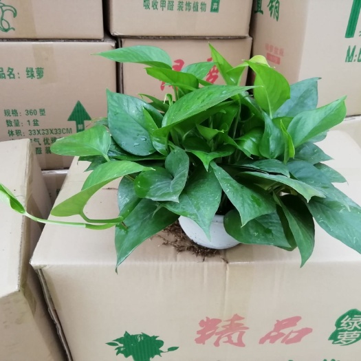 广州绿萝 180型号青叶